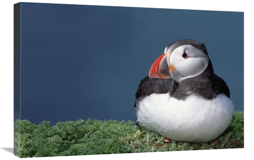 Global Gallery GCS-451569-2030-142 20 x 30 in. Atlantic Puffin Showing