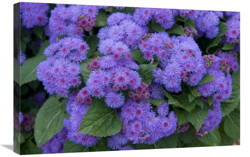 Global Gallery GCS-398400-2030-142 20 x 30 in. Ageratum Ariella Power 