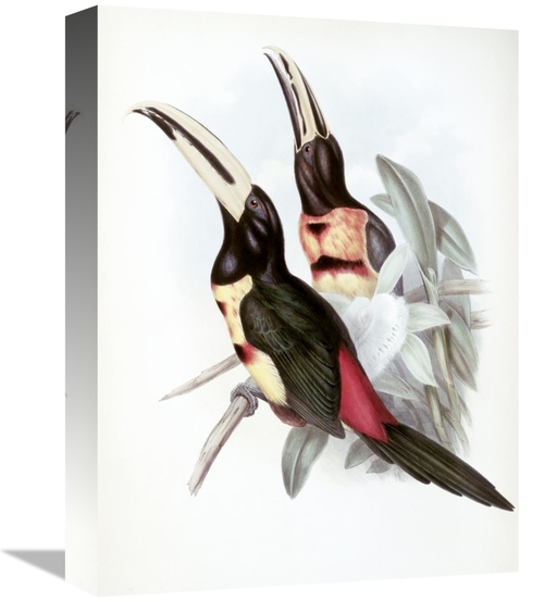 Global Gallery GCS-277782-16-142 16 in. Red-Rumped Aracari - Toucan Ar