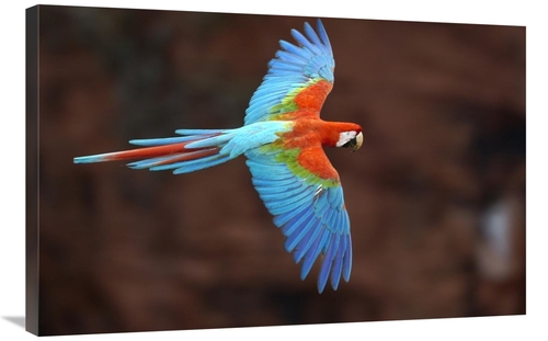 Global Gallery GCS-397933-2436-142 24 x 36 in. Red & Green Macaw Flyin