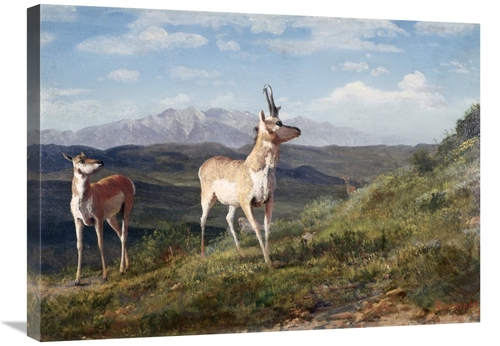 Global Gallery GCS-276735-30-142 30 in. Antelope Art Print - Albert Bi