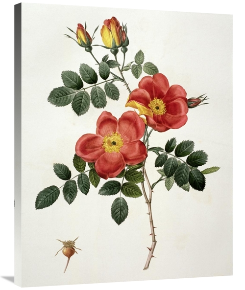 Global Gallery GCS-279564-36-142 36 in. Rosa Eglanteria - Punicea Art 
