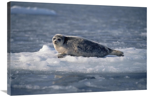 Global Gallery GCS-450928-2436-142 24 x 36 in. Bearded Seal on Ice Flo