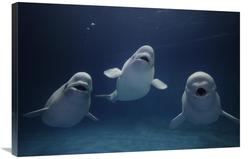 Global Gallery GCS-453586-2436-142 24 x 36 in. Beluga Whale Trio Calli
