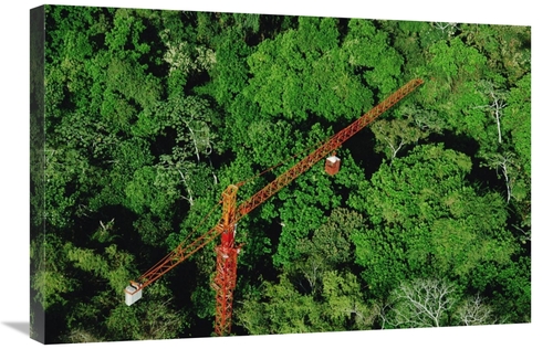 Global Gallery GCS-450706-2030-142 20 x 30 in. Rainforest Canopy Resea