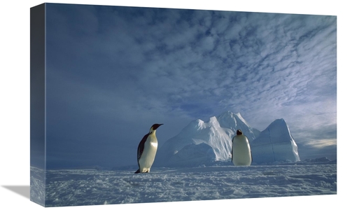 Global Gallery GCS-451732-1218-142 12 x 18 in. Emperor Penguin Pair&#4