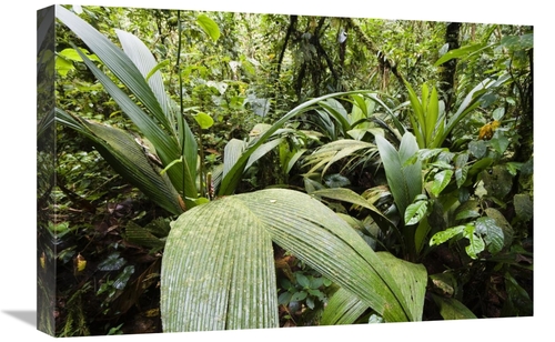 Global Gallery GCS-452676-1624-142 16 x 24 in. Mountain Rainforest,