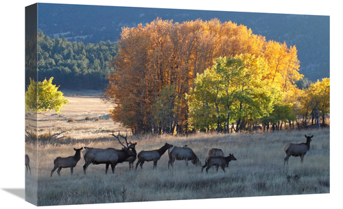 Global Gallery GCS-486560-22-142 22 in. Fall Morning with Elk Art Prin