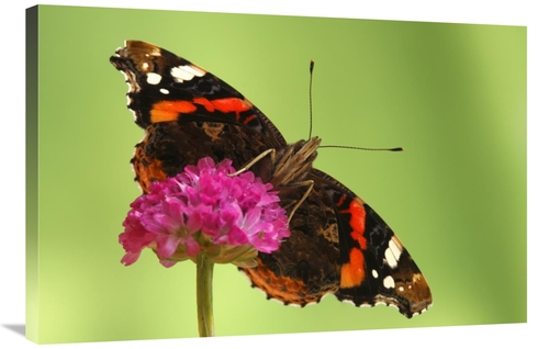 Global Gallery GCS-398008-2436-142 24 x 36 in. Red Admiral, Hoogel