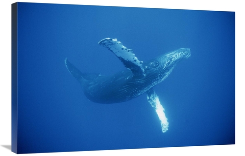 Global Gallery GCS-450794-2436-142 24 x 36 in. Humpback Whale Friendly