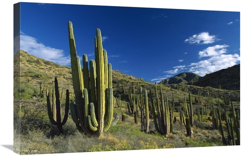 Global Gallery GCS-398503-2030-142 20 x 30 in. Cardon Cactii in Desert