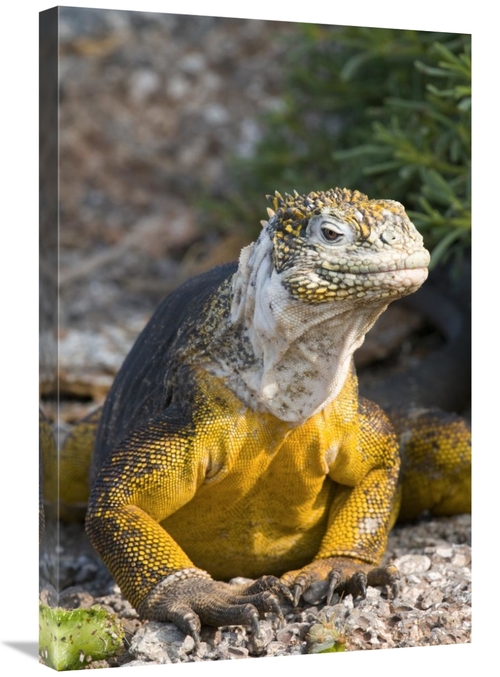 Global Gallery GCS-397351-2030-142 20 x 30 in. Galapagos Land Iguana&#