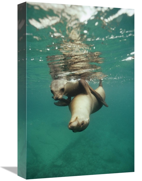 Global Gallery GCS-451314-1218-142 12 x 18 in. California Sea Lion Juv