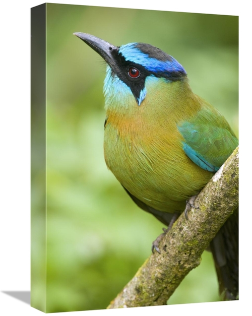 Global Gallery GCS-397275-1218-142 12 x 18 in. Blue-Crowned Motmot&#44