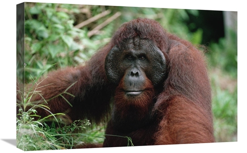 Global Gallery GCS-452478-1624-142 16 x 24 in. Orangutan Old Male,