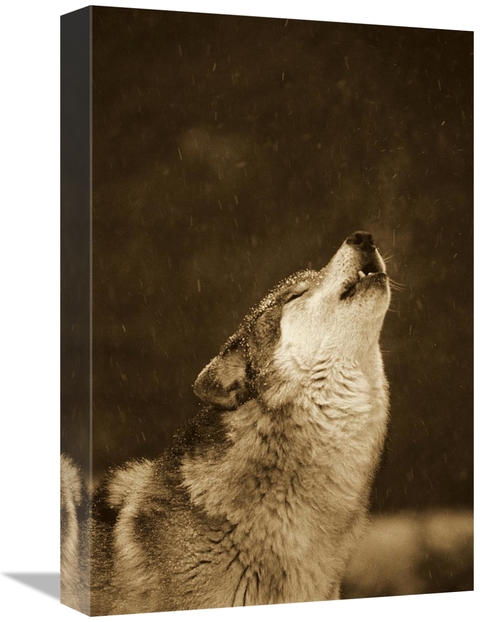 Global Gallery GCS-453715-1218-142 12 x 18 in. Timber Wolf Howling&#44