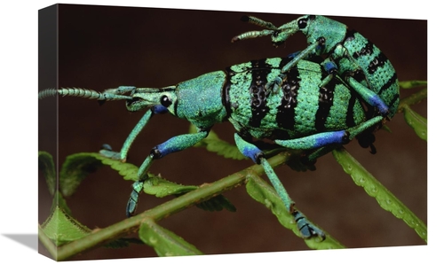 Global Gallery GCS-450958-1218-142 12 x 18 in. True Weevil Couple Mati