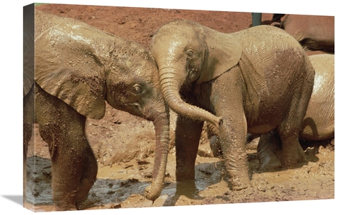 Global Gallery GCS-452801-1624-142 16 x 24 in. African Elephant Orphan