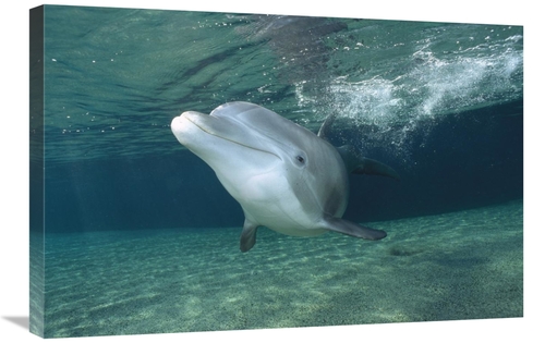 Global Gallery GCS-450674-2030-142 20 x 30 in. Bottlenose Dolphin,