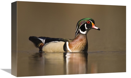 Global Gallery GCS-397403-1218-142 12 x 18 in. Wood Duck Male in Breed