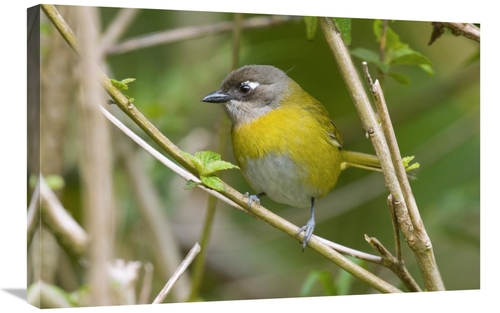 Global Gallery GCS-397279-2030-142 20 x 30 in. Common Bush-Tanager&#44