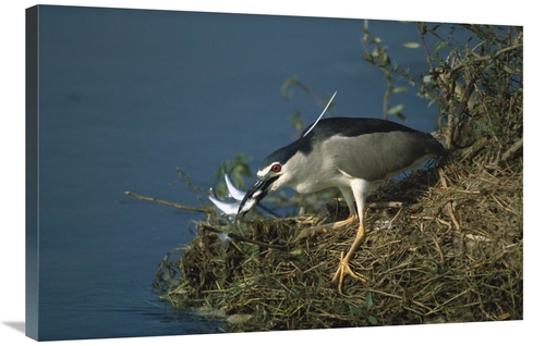 Global Gallery GCS-452389-2436-142 24 x 36 in. Black-Crowned Night Her