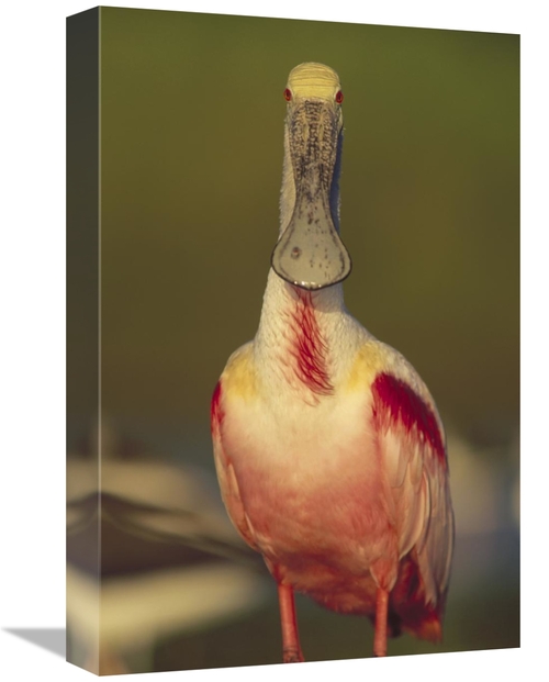 Global Gallery GCS-396498-1218-142 12 x 18 in. Roseate Spoonbill Adult