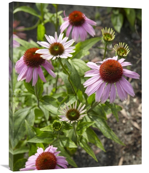 Global Gallery GCS-398332-2835-142 28 x 35 in. Coneflower Flowers Art 