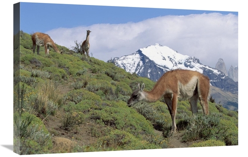 Global Gallery GCS-452313-2030-142 20 x 30 in. Guanaco Herd Grazing on