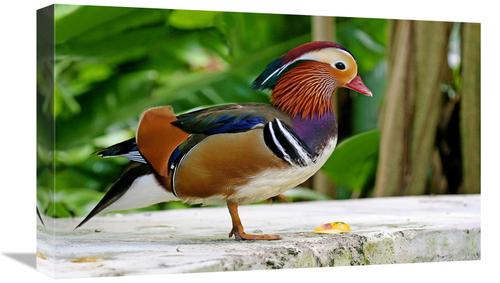 Global Gallery GCS-486592-22-142 22 in. Mandarin Duck Art Print - Vic 