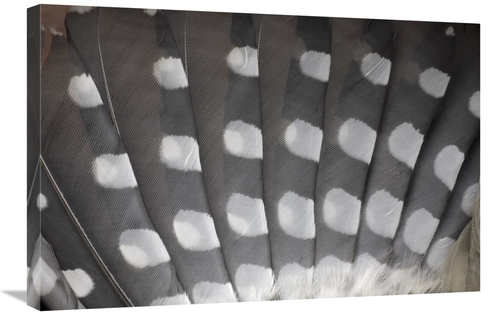 Global Gallery GCS-398211-2030-142 20 x 30 in. Great Spotted Woodpecke