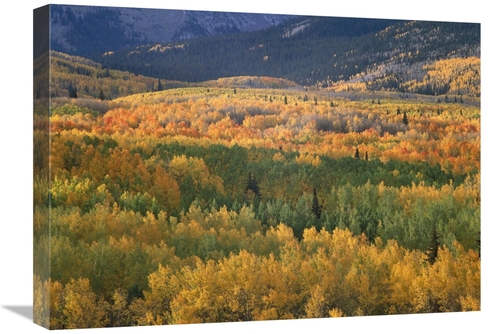 Global Gallery GCS-396613-1824-142 18 x 24 in. Aspen Trees in Fall Col