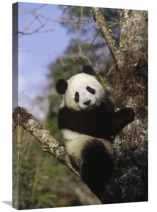 Global Gallery GCS-398491-2030-142 20 x 30 in. Giant Panda in Tree,