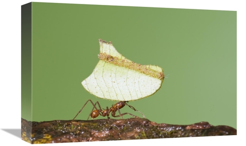 Global Gallery GCS-397303-1218-142 12 x 18 in. Leafcutter Ant Carrying