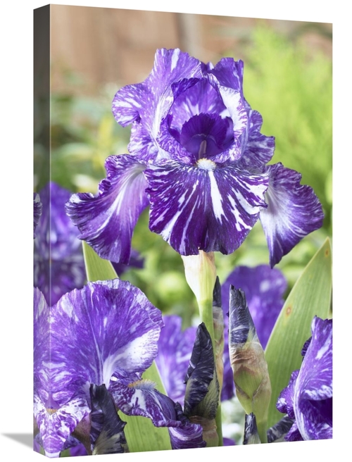 Global Gallery GCS-398370-1624-142 16 x 24 in. Bearded Iris Batik Vari