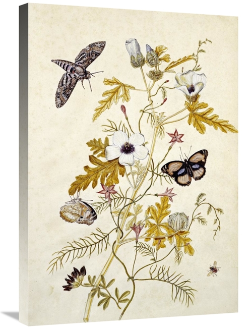 Global Gallery GCS-268475-30-142 30 in. Scabious & a Cupid Flower Art 