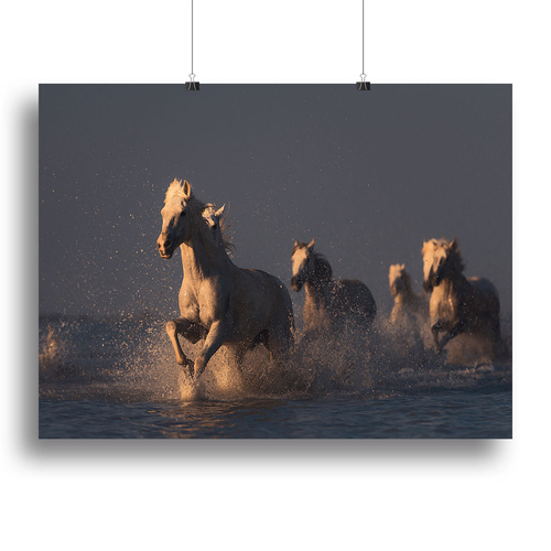Horses in sunset light Canvas Print or Poster