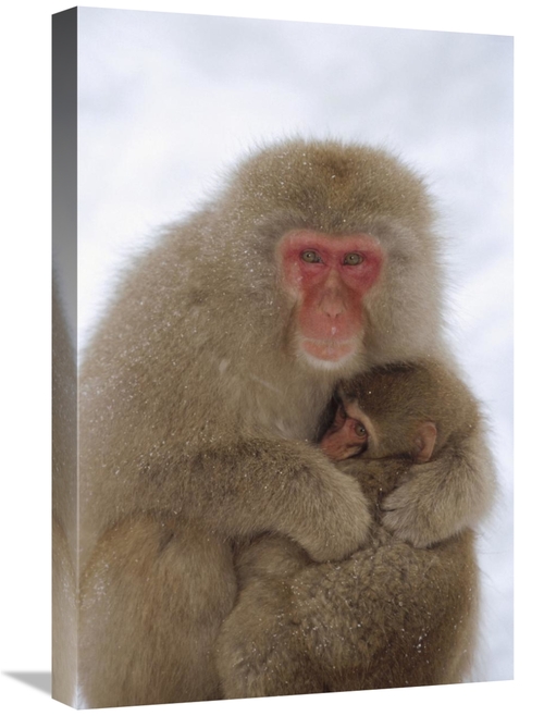 Global Gallery GCS-452294-1624-142 16 x 24 in. Japanese Macaque Mother