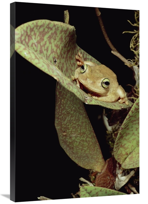 Global Gallery GCS-450695-2436-142 24 x 36 in. Tree Frog in Canopy Orc