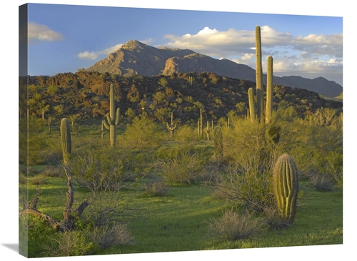 Global Gallery GCS-396532-2432-142 24 x 32 in. Saguaro Picacho Mountai