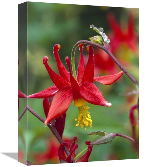 Global Gallery GCS-452002-1216-142 12 x 16 in. Wild Columbine with Dro