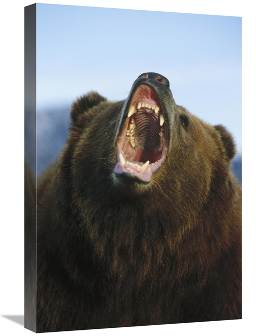 Global Gallery GCS-452483-1624-142 16 x 24 in. Grizzly Bear Close Up o