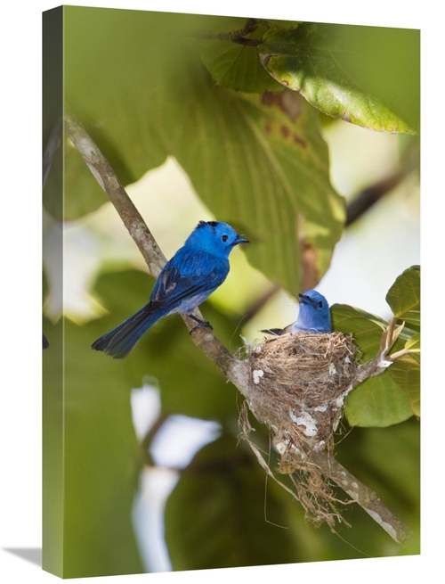 Global Gallery GCS-453648-1624-142 16 x 24 in. Black-Naped Monarch Pai