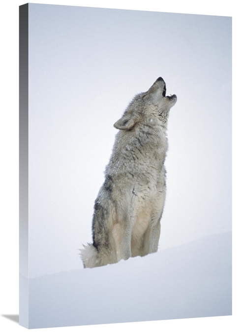 Global Gallery GCS-396375-2030-142 20 x 30 in. Timber Wolf Portrait