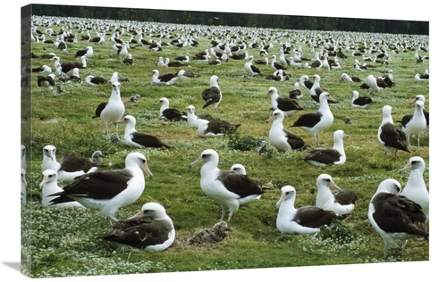 Global Gallery GCS-451420-2436-142 24 x 36 in. Laysan Albatross Nestin