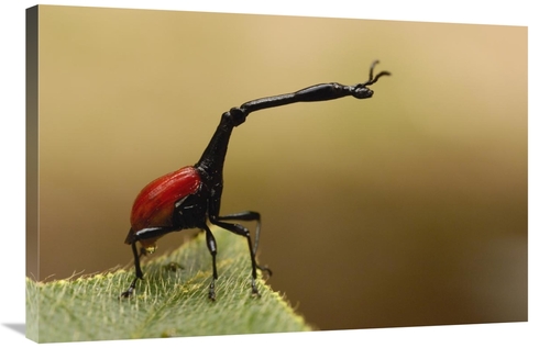 Global Gallery GCS-453232-2436-142 24 x 36 in. Giraffe Weevil, Ana