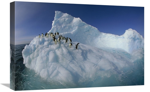 Global Gallery GCS-453459-1624-142 16 x 24 in. Adelie Penguina on Scul