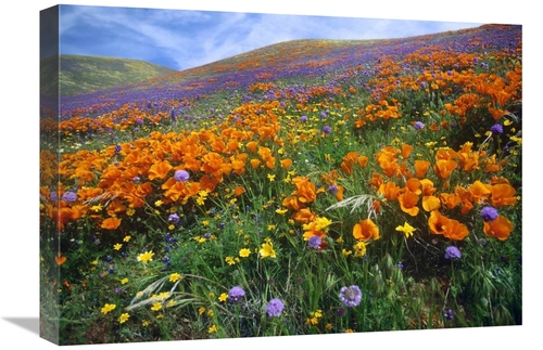 Global Gallery GCS-397134-22-142 22 in. California Poppy & Other Wildf