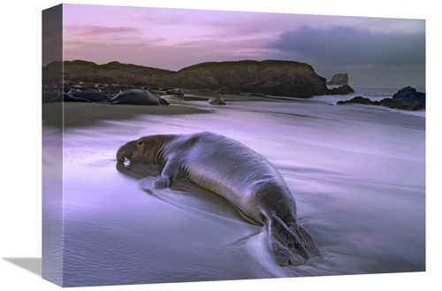 Global Gallery GCS-397052-1216-142 12 x 16 in. Northern Elephant Seal 