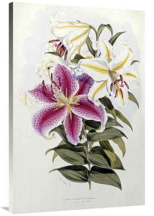 Global Gallery GCS-266278-44-142 44 in. A Monograph of the Genus Liliu